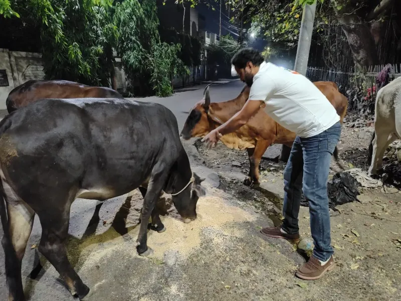 Medical camp for rural and homeless animals