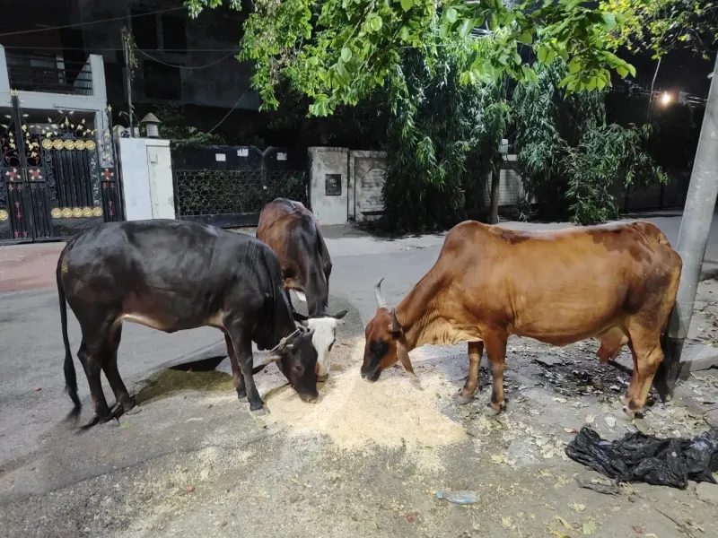 Animal ambulance for 24/7 cow rescue operations in Barabanki