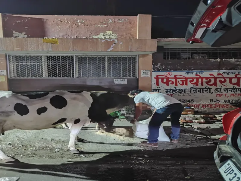 Daily medical checkup on rescued cow at Gaushala