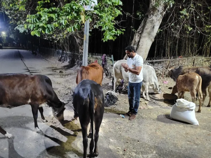 Suraj the abandoned bull who found a safe home and daily nutrition